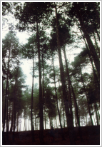 Pineda de pinassa al Solsonès