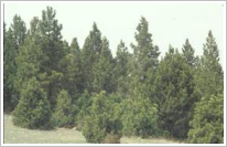 Pineda de pi negre
